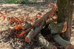 trunks and branches on the ground after pruning the macadamia tree
