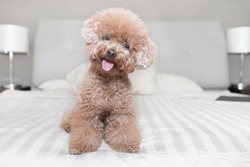 Cute Toy Poodle sitting on bed 