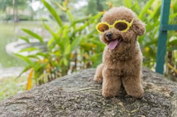 Cute Toy Poodle wearing Sunglasses Outdoor
