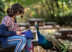 Sofia, Bulgaria, Oct 26 2020: A girl in protective mask is playing with a beautiful peacock in Sofia zoo