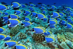 Shool of powder blue tang in the coral reef