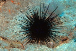 Black sea urchin (Arbacia lixula) on the sea floor