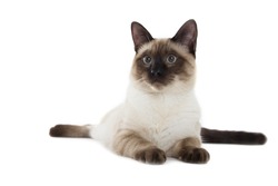Siamese cat isolated on white background