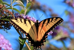 Beautiful eastern tiger swallowtail butterfly yellow black wings long antenna landed bush green leaves purple flowers attractive blue sky background 
