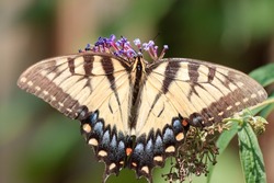 Beautiful eastern tiger swallowtail butterfly yellow black wings blue red tail long antenna large eyed landed purple flowers feeding nectar spreading pollen green leaves attractive background 