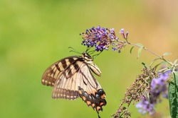 Beautiful eastern tiger swallowtail butterfly yellow black wings orange blue spots long antenna large eyed landed purple flowers feeding nectar spreading pollen attractive green grass background 