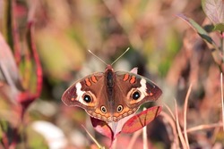 Closeup outdoor picture common buckeye butterfly beautiful colorful red black white brown patterned markings long antenna wings landed on plant weeds grass attractive background sunny autumn afternoon