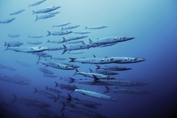 Detail of school of barracuda fish in the Mediterranean sea underwater. Marine fauna of the Mediterranean island of Majorca