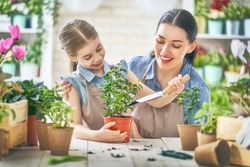 Cute child girl helping her mother to care for plants. Mom and her daughter engaging in gardening near window at home. Happy family in spring day.