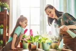 Cute child girl helps her mother to care for plants. Mom and her daughter engaged in gardening near window at home. Happy family in spring day.