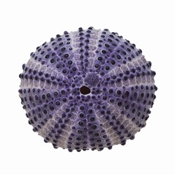 Sea Urchin Shell Isolated on White Background.