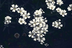 small white decorative flowers