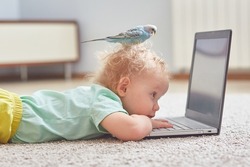 A child with a parrot on his head watches cartoons on a laptop or studies online. The concept of self-isolation in the coronavirus pandemic.