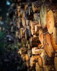 Wooden logs in warm evening light