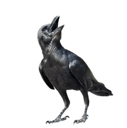 raven bird, crow isolate on white background