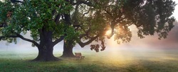 panorama of bench under old oak trees at misty autumn morning with sunbeams shining thru leaves