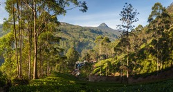 Panorama of Dalhousie town with Adams peak and tea plantations at sunrise, Srilanka, Asia