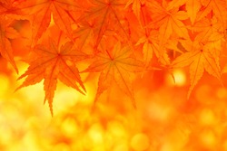 Golden autumn maple leaves.