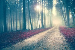 Beautiful mysterious color season forest with road. Vintage filter used.