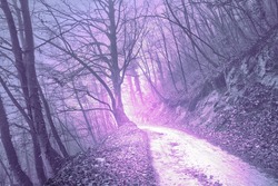 Magical foggy purple, serenity pantone color light in mystic forest with road.