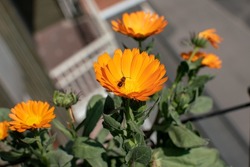 Marigold flower with bee on deep orange flower. Calendula has multiple properties and is used in medicine, homeopathy, herbal medicine, as a natural remedy.