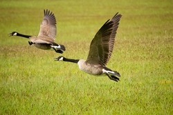 Geese taking off from grass field