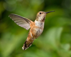 Humming flying with natural green background