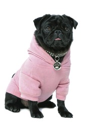 Small black pug puppy dog in pink clothes isolated on white background