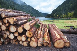 Wooden logs of pine woods in the forest, stacked in a pile in Dolomites. Freshly chopped tree logs stacked up on top of each other in a pile.