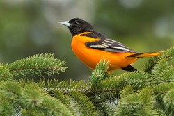 A male Baltimore Oriole is perched on an evergreen branch. Ashbridges Bay Park, Toronto, Ontario, Canada.