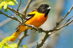 A male Baltimore Oriole is perched on a branch. Tommy Thompson Park, Toronto, Ontario, Canada.