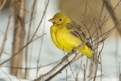 A female Western Tanager is perched on a dead branch in winter. Durham Court Park, Oshawa, Ontario, Canada.