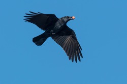 An American Crow is flying across a clear blue sky holding an acorn in its beak. Rotary Park, Ajax, Ontario, Canada.