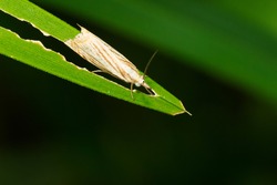A Topiary Grass-veneer is resting on a partially eaten green leaf. Also known as a Cranberry Girdler or Subterranean Sod Webworm. Taylor Creek Park, Toronto, Ontario, Canada.