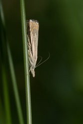 A Topiary Grass-veneer is clinging upside down to a thin green stem. Also known as a Cranberry Girdler or Subterranean Sod Webworm. Taylor Creek Park, Toronto, Ontario, Canada.