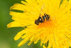 A Transverse-banded Flower Fly is collecting nectar from a yellow Dandelion flower. Taylor Creek Park, Toronto, Ontario, Canada.