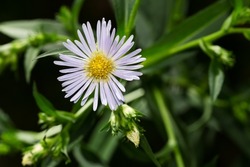 A close up of a white Panicled Aster flower. Also know as a Lance-leaved Aster. Taylor Creek Park, Toronto, Ontario, Canada.