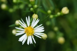 A close up of a white Panicled Aster flower. Also know as a Lance-leaved Aster. Taylor Creek Park, Toronto, Ontario, Canada.