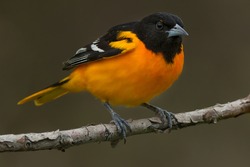 A male Baltimore Oriole is perched on a branch. Rondeau Provincial Park, Chatham-Kent, Ontario, Canada.