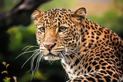 The portrait of Javan leopard
