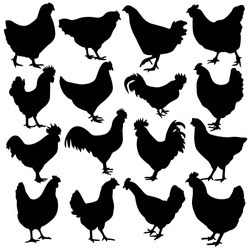 Variety silhouettes chicken