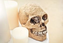 Mouse in Skull and Big Candle on Table on the Beach. Pirate Style Wedding  Design