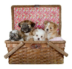 Four Puppies in a picnic basket