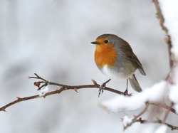 a robin bird on a snow covered branch