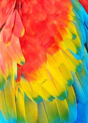 Parrot feathers,  exotic texture