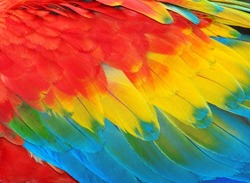 Parrot feathers, red and blue exotic texture