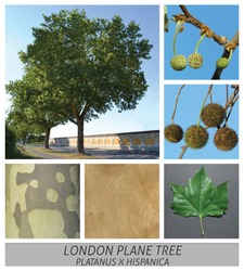 Collage tree species with detail photos of flowers and fruits and leaves London Plane Tree, London Plane, Hybrid Plane
