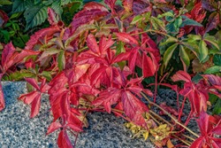 Natural background shapes and textures of leaves of Virginia creeper, or Victoria creeper, five-leaved ivy Parthenocissus quinquefolia at sunny autumn day.