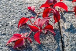 Natural background shapes and textures of leaves of Virginia creeper, or Victoria creeper, five-leaved ivy Parthenocissus quinquefolia at sunny autumn day.