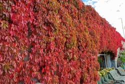 Wall covered by yellow and red leaves of Virginia creeper, or Victoria creeper, five-leaved ivy Parthenocissus quinquefolia at sunny autumn day.